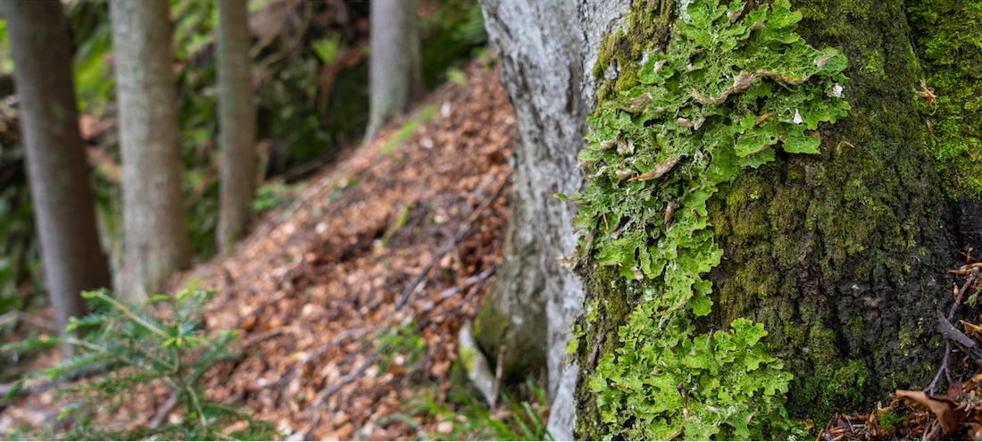 Join the discussion: China’s environmental protection measures